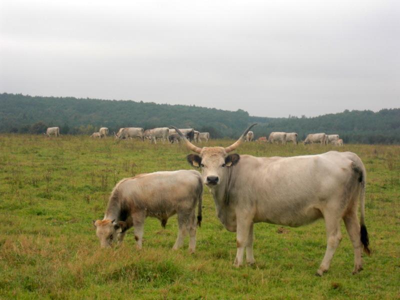 Naturpark Ferienhaus Szalafő Exterior foto
